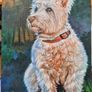 Westi West Highland terrier - original oil painting Image 4