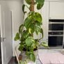 Variegated Pothos Trailing Image 3