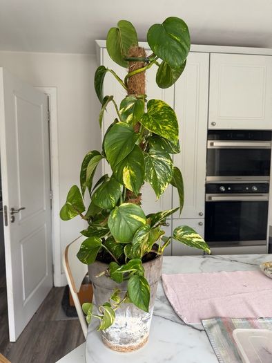 Variegated Pothos Trailing