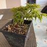 Japanese maple Image 2
