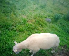 FBR hogget ram