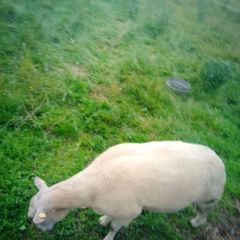 FBR hogget ram