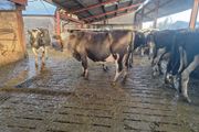 4 PBR Hol/Fr Milking Cows