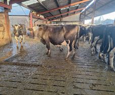 4 PBR Hol/Fr Milking Cows