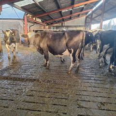 4 PBR Hol/Fr Milking Cows