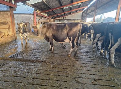 4 PBR Hol/Fr Milking Cows