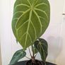 Anthurium Magnificum Plant Image 4