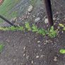 Laurel Hedging Image 8