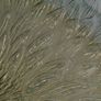 Arcoroc Smoked Glass Sunflower Plate Image 4