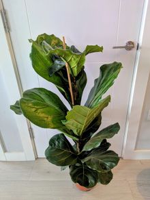 Fiddle leaf Fig Plant