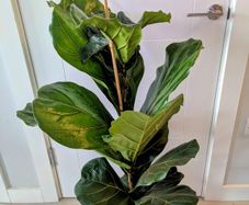 Fiddle leaf Fig Plant