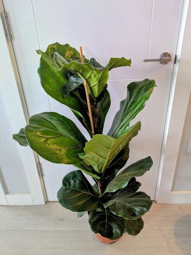 Fiddle leaf Fig Plant