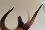 Bison cow large wall mounted horns