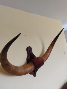 Bison cow large wall mounted horns