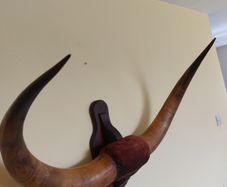 Bison cow large wall mounted horns