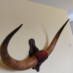 Bison cow large wall mounted horns