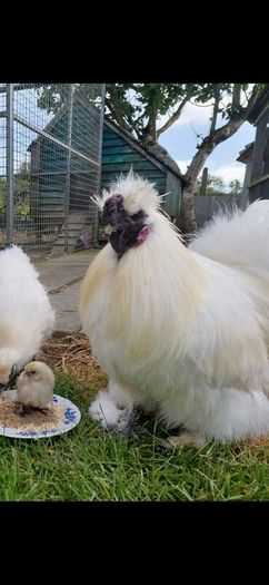 Silkie Bantam Hatching Eggs