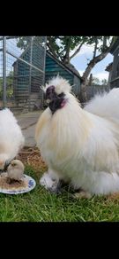 Silkie Bantam Hatching Eggs