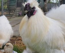 Silkie Bantam Hatching Eggs