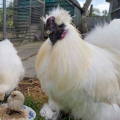 Silkie Bantam Hatching Eggs