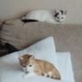 2 Kittens Image 2