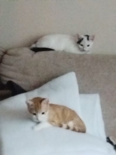 2 Kittens