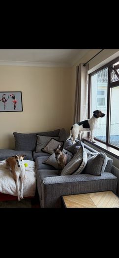 Free Sofa- please read