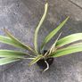 Phormium plant Image 2