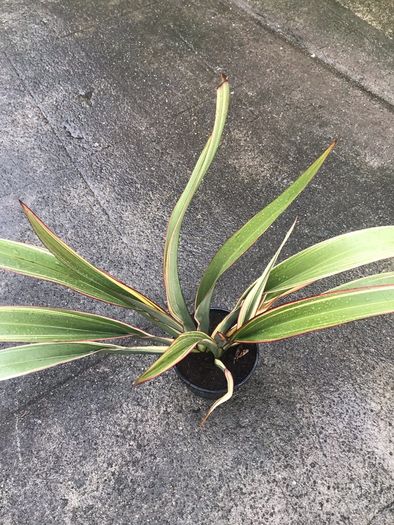 Phormium plant
