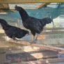 Ayam Cemani Rooster and Hens Image 4