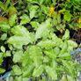 Flowering Shrubs, Evergreen Plants Image 10