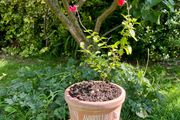 Potted Salvia Hot Lips