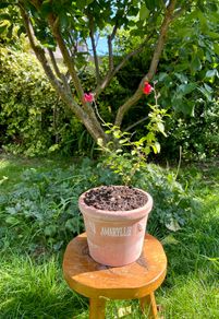 Potted Salvia Hot Lips