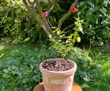 Potted Salvia Hot Lips