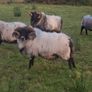Mayo blackface rams Image 2