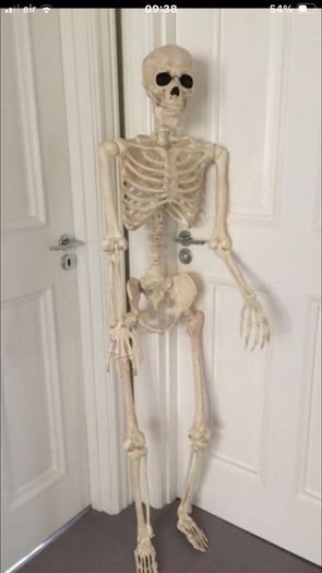 Skeleton