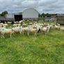 Hoggets Image 3