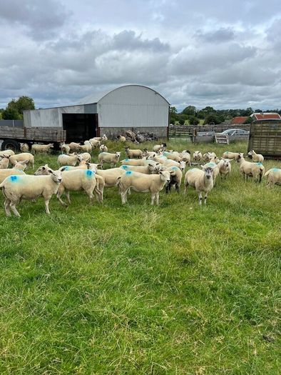 Hoggets