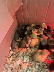 Day old Ducklings
