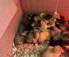 Day old Ducklings
