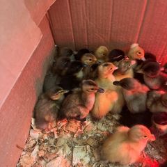 Day old Ducklings