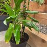 dracena Image 2