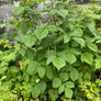 Raspberry Plant Image 5
