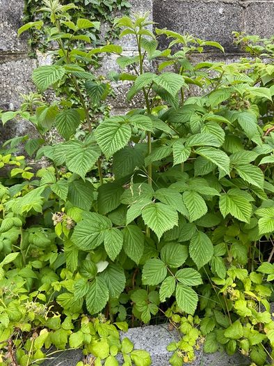 Raspberry Plant