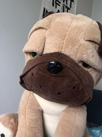 Dog teddy