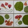 Nasturtium - Pressed Flowers for Crafting: Flowers, Petals, Leaves Image 4