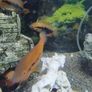 rainbow cichlids Image 3