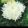 Over 100 different type of seeds at 1.00 euro per pack Image 10