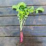 Radish 'Candela di Fuoco' - Irish Seeds Image 2