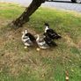 Ducks Image 10